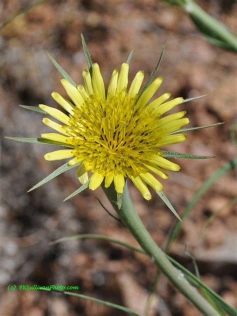 Yellow Salsify Tragopogon Dubius Photographed In Colorado By B N