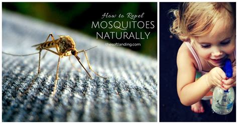 How To Repel Mosquitoes Naturally Natural Mosquito Repellant Mosquito