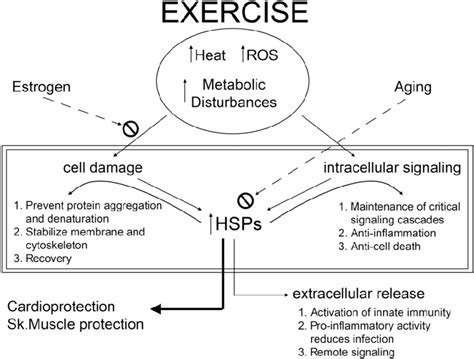 Simplified Relationship Between Exercise And The Induction Of Hsps And Download Scientific