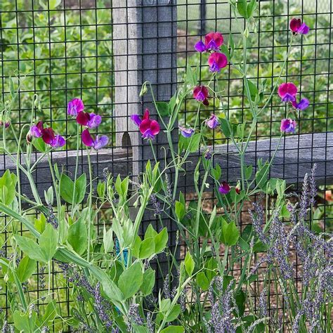 Cool How To Grow Sweet Peas Up A Fence 2022