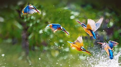 Flying Birds Wallpapers Top Free Flying Birds Backgrounds