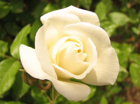 White Rose Free Stock Photo Freeimages