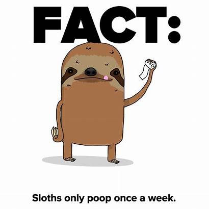 Sloth Facts Sloths Gifs Animals Poop Lol