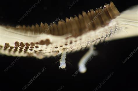 Hatching Mosquito Egg Raft Floating On Water Stock Image C0416530