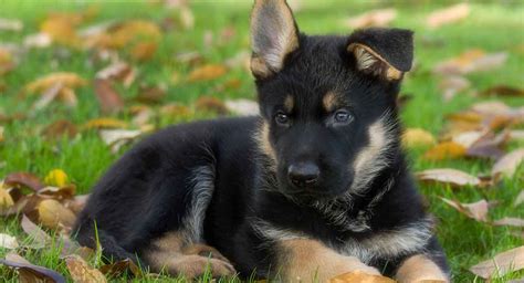 German Shepherd Dog Breed Information Center