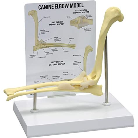 Canine Hip Anatomy Model Ubicaciondepersonascdmxgobmx