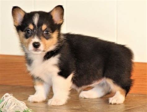Date (newest first) relevance price (lowest first) price (highest first) view pictures. Pembroke Welsh Corgi Puppies For Sale | Baton Rouge, LA #292471