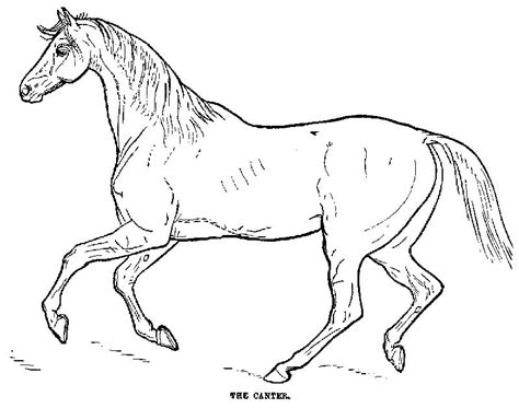 Desenho De Cavalo Para Colorir