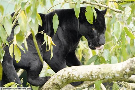 Melanistic Animals Pictures And Facts What Is Melanism In Animals