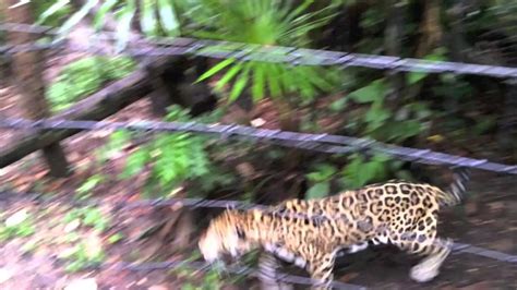 Junior The Jaguar At The Belize Zoo Youtube