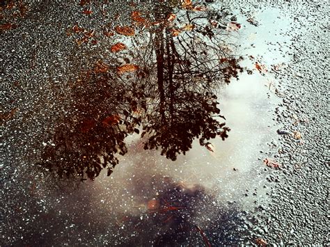Trees Reflected On Water · Free Stock Photo