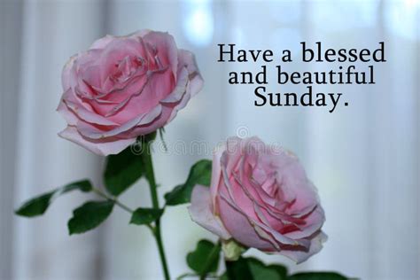 Happy Sunday Card Greeting With Beautiful Pink Roses Blossom On White
