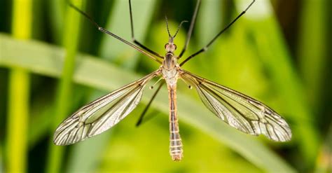 Crane Fly Vs Mosquito 6 Key Differences Explained A Z Animals