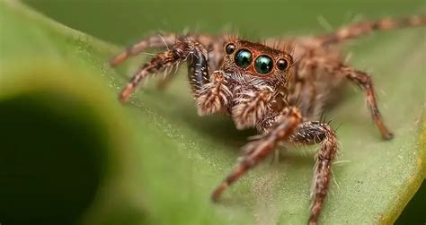 Do Jumping Spiders Eat Crickets These Spiders Like Some Greens With