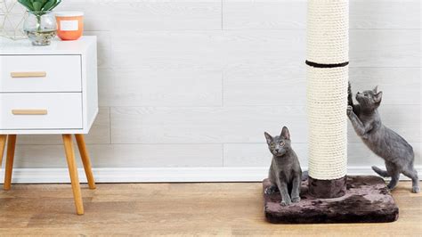 Cat Scratching Posts For Every Cats Scratching Style