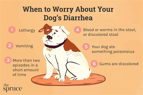 Diarrhea In Dogs Causes
