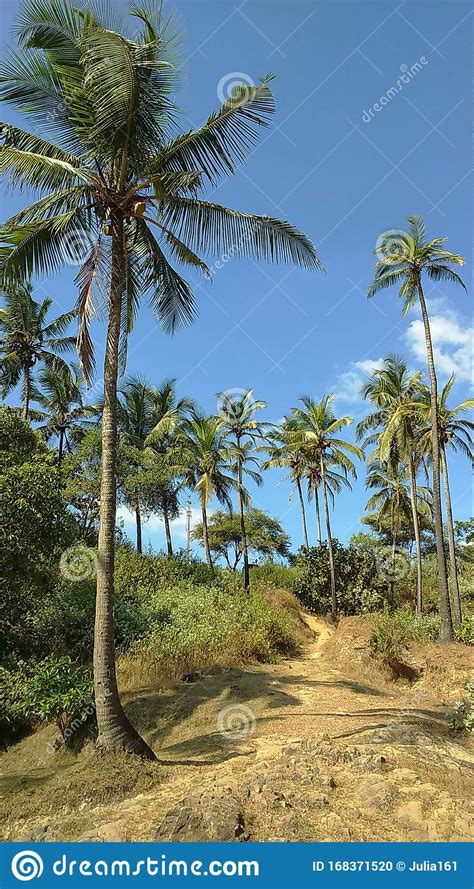 Coconut Palms In Vagator North Goa India Stock Photo Image Of
