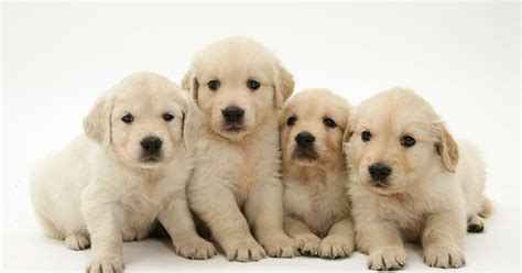 Our passion for our breed and the health of our puppies are the english golden is such an amazing breed. White Golden Retriever Puppies | White Gold