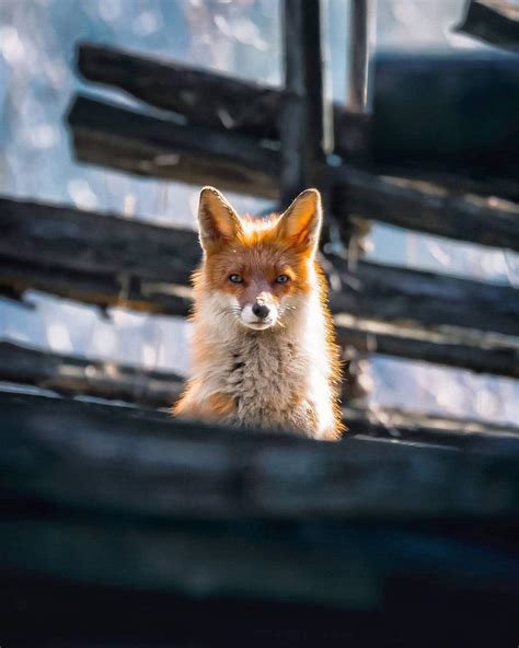 Fox Photos Capture The Diverse Personalities Of The Wild Animals