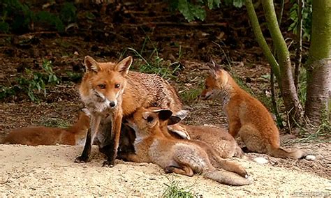 Red Fox  Find And Share On Giphy