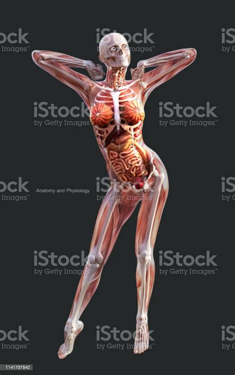 Human Bone Anatomy Human Female Anatomy Body Muscles Skeleton And My Xxx Hot Girl