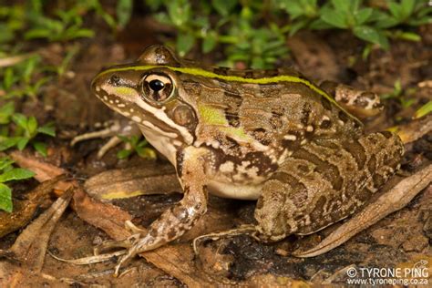 Amietia Delalandii Common River Frog