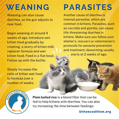 Messy And Dangerous Kitten Diarrhea National Kitten Coalition