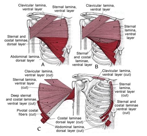 Pectoralis Trigger Points Trigger Points Pectoralis Muscles Chest My