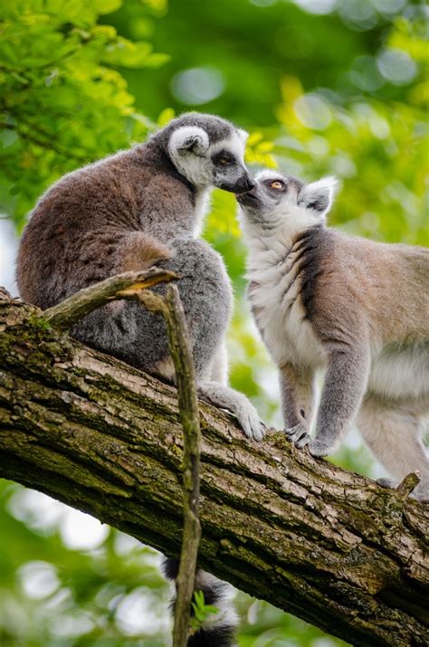 Fotos Gratis Naturaleza Fauna Silvestre Zoo Mamífero Primate