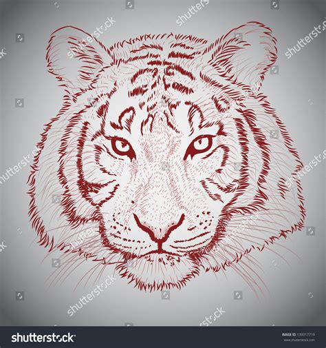 Vector Sketched Tiger Face Shutterstock