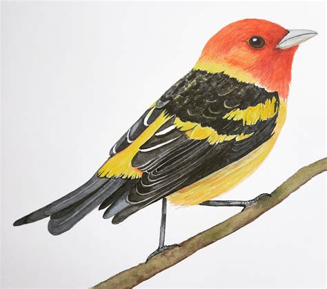 Western Tanager Bird Art Photo Art Watercolor Paintings