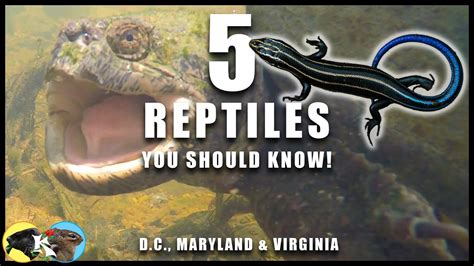 5 Reptiles You Should Know 😄 Dc Maryland And Virginia Ft Chubs