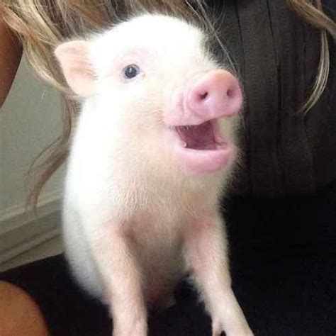 Ah This Gal Whos Just So Pumped To See You Cute Baby Pigs Baby