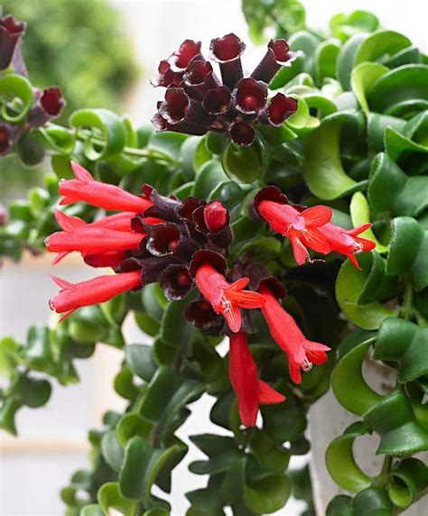 Check out the best blooming beauties and these all plants almost container plants, however if you are planting flowers then try these flowering plants or want to add more greenery to home try. Curly Lipstick Plant | Best Indoor Flower Plants For ...