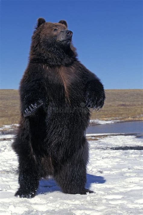 Kodiak Bear Ursus Arctos Middendorffi Adult Standing On Snow Alaska