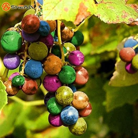 Pin By Gregory Holden On My Yard Rainbow Grape Grapes Fruit