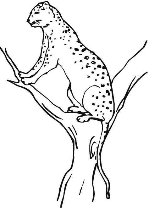 Https://tommynaija.com/coloring Page/adult Coloring Pages Cheetah