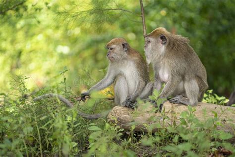Two Monkeys Sitting Together On A Log Stock Photo Image Of Arboreal
