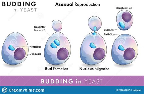 Draw The Diagram And Explain The Four Stages Of Budding In Yeast