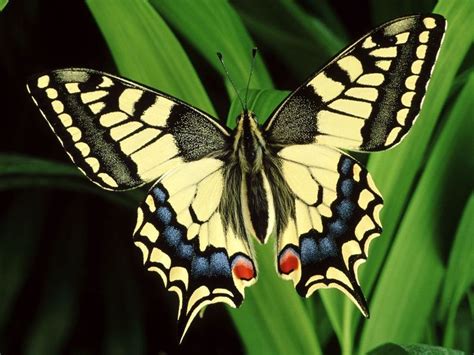49 Free Wallpapers And Screensavers Butterflies Wallpapersafari