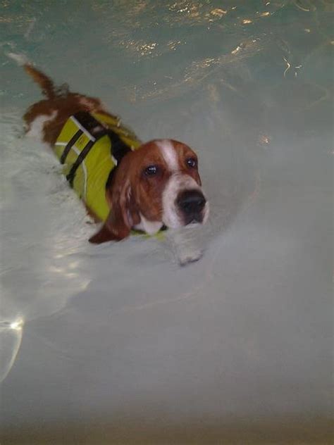 Swimming Basset Hounds Basset Hound Dog Forums