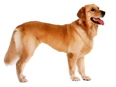 Golden Retriever Png Transparent Hd Photo Png All Png All