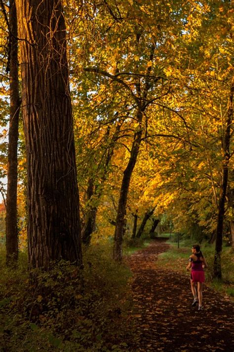 Fall Running Trail · Free Photo On Pixabay
