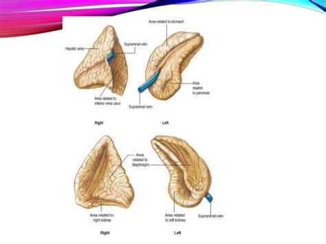 Adrenal Gland Limb Anatomy