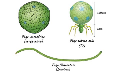 Bacteria serve as natural hosts, with transmission achieved through passive diffusion. Cuales Son Las Diferencias Entre Virus Y Bacterias - Esta ...