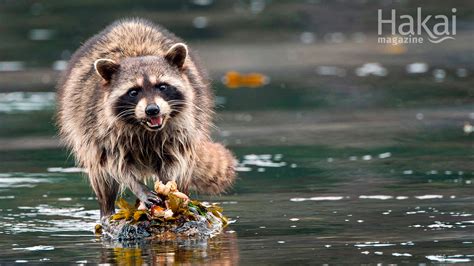 Spice up those zoom classroom sessions with a timely background. Free Hakai Magazine Virtual Backgrounds for Zoom | Hakai Magazine