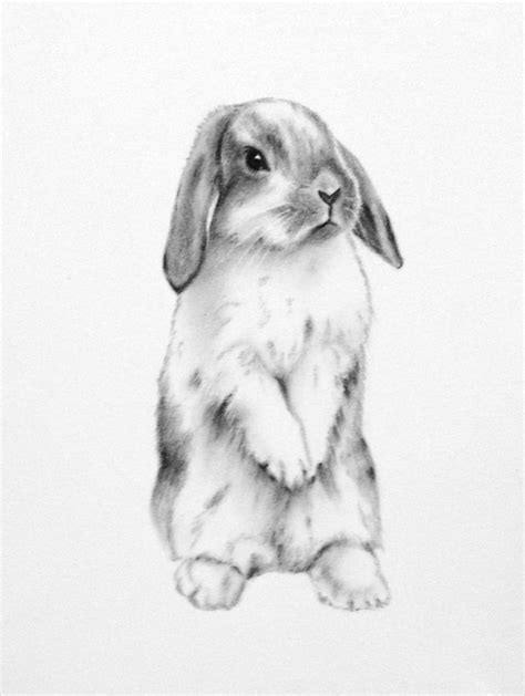 Sama Rysowałam ︎ Bunny Sketches Bunny Art Rabbit Drawing