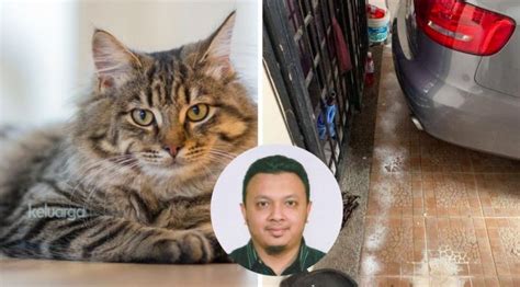 Bagaimana cara merawat anak kucing dengan benar agar tidak mati? Petua Orang Lama Elak Kucing Buang Najis Merata Rumah ...