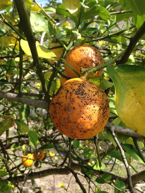 Check spelling or type a new query. Citrus Diseases | Texas Plant Disease Handbook