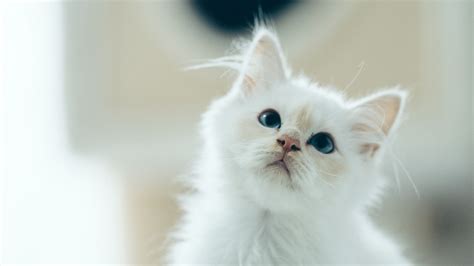 Download Wallpaper 3840x2160 Kitten Pet Glance White Cute Fluffy